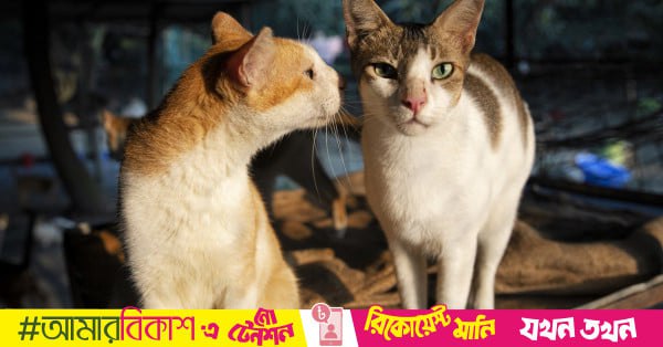 古 DNA 研究颠覆家猫起源认知，证实现代家猫源自北非而非中东两项基于古 DNA 的最新研究颠覆了关于家猫起源的传统认知