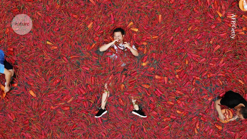 科学家开发人工舌头测辣度，可替代人工品尝避免不适中国科学家开发出一种基于凝胶的人工舌头，能够准确测定从甜椒到四川朝天椒等各种食物的辣度水平